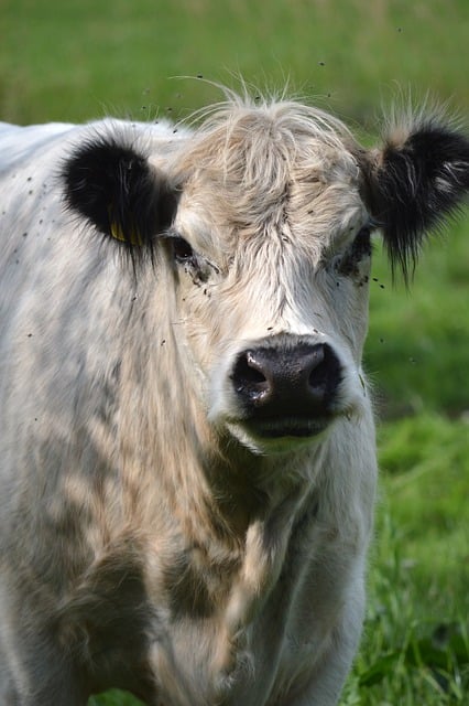 고기 잘 굽는 방법 이렇게만 하세요